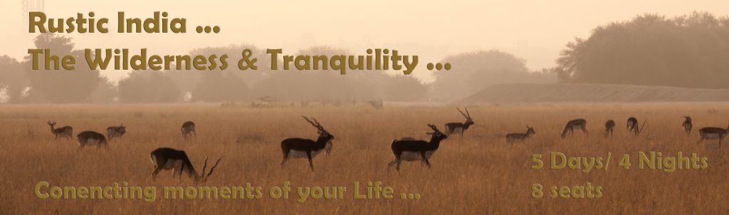 <img src="taal chhapar black buck wildlife sanctuary.jpeg" alt="best photo tour experience wildlife culture, festivals and folk art luxury nomadic unique experience of offbeat outdoor overlanding camp for best photography rural rajasthan">