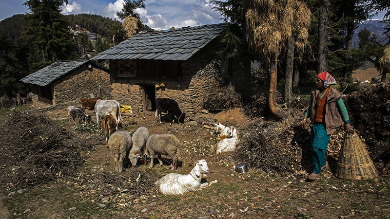 offbeat nomadic holiday for families couples romantic outdoor experience camp to relax unwind quiet place at secluded locations barot valley in himachal pradesh.