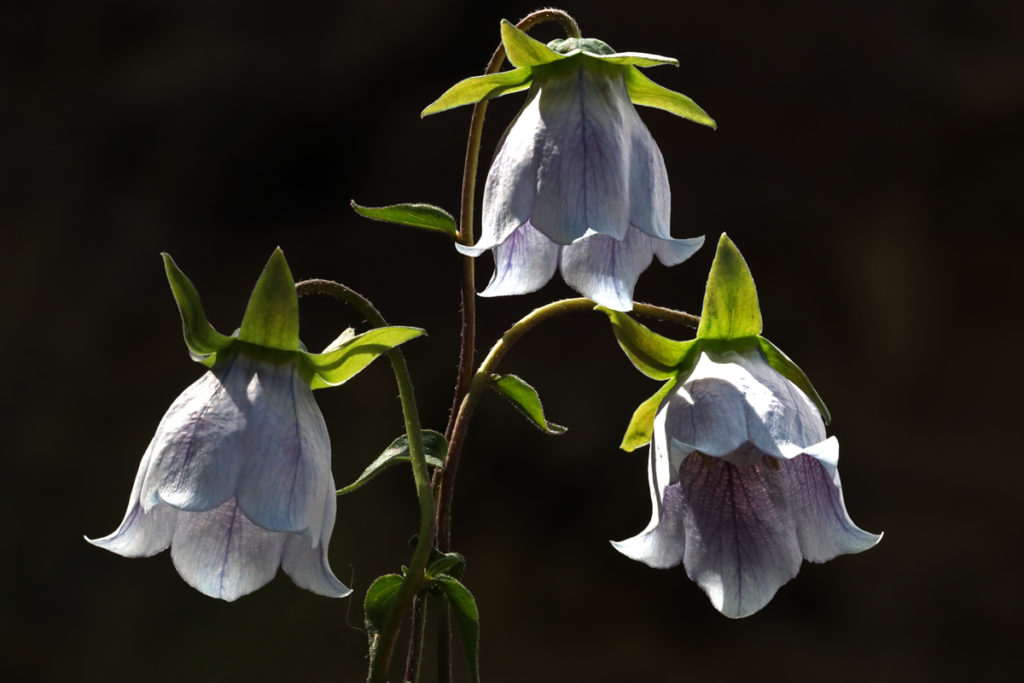 <img src="flower photo tour.jpeg" alt="best photo tour offbeat private and exclusive wilderness pristine virgin locations with all comforts of camp flower photography family holidays romantic vacation for couples exotic">