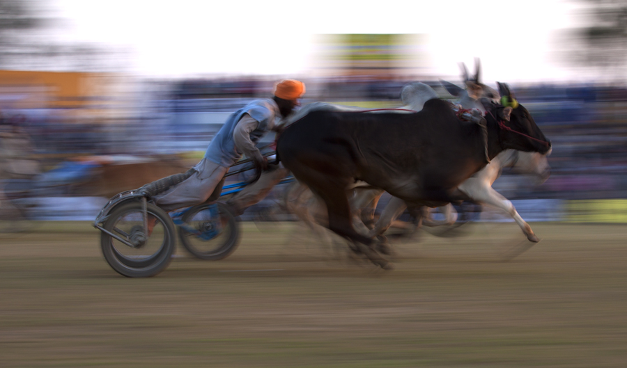 <img src="bullock cart race.jpeg" alt="best escorted and curated photo tour of punjab kilaraipur rural games, campervan offers best accommodation place to stay at kilaraipur">