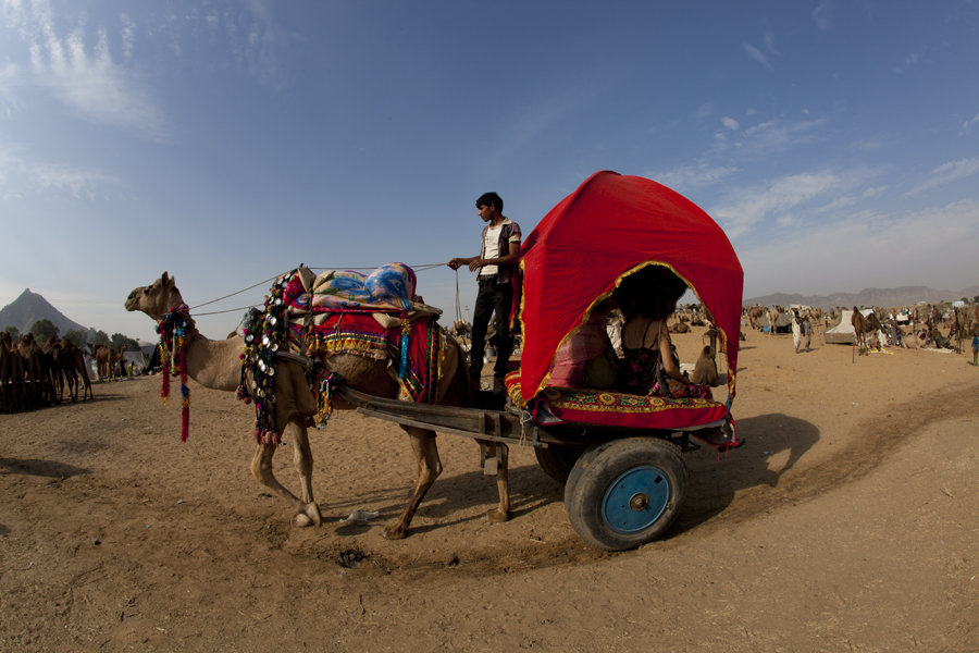 <img src="camel cart ride pushkar.jpeg" alt="luxury nomadic unique experience of outdoor overlanding camp for best photography of camels at pushkar quiet secluded place next camel ground very intimate experience">  