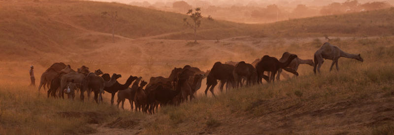 <img src="best escorted photo tour of pushkar cattle fair.jpeg" alt="offbeat guided curatedunique experience photo tour of pushkar cattle fair best photography opportunities star trails, milkyway, light painting  taurus overlanding campervan caravan camp at pushakr rajasthan india">  