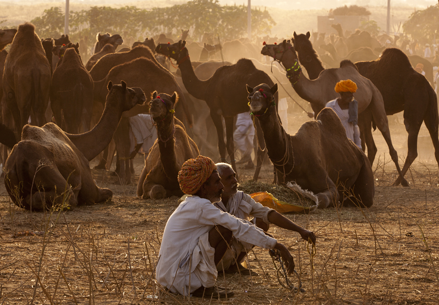 <img src="best photo tour pushkar.jpeg" alt="luxury nomadic unique experience of outdoor overlanding camp for best photography of camels at pushkar quiet place at secluded places next camel ground unique photo tour">  