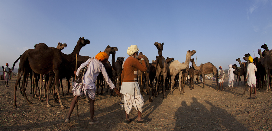 <img src="camel traders at pushkar.jpeg" alt="luxury campervan camp caravan rv motorhome nomadic unique experience of outdoor overlanding camp for best photography at pushkar quiet place at secluded places next camel ground unique photo tour">  