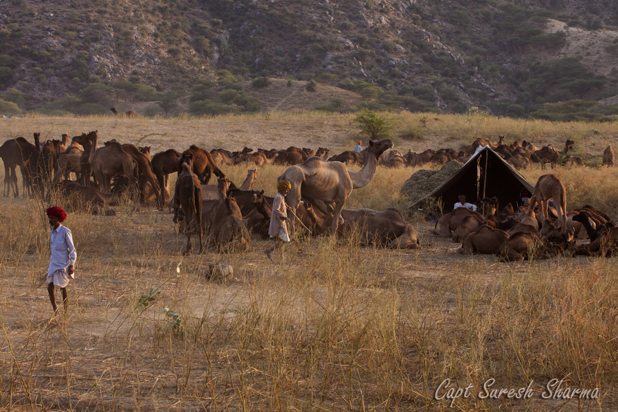 <img src="best photo tour caravan campervan pushkar.jpeg" alt="luxury nomadic unique caravan rv motorhome experience of outdoor overlanding campervan camp for best photography of camels at pushkar quiet secluded place next camel ground very intimate experience rajasthan india">