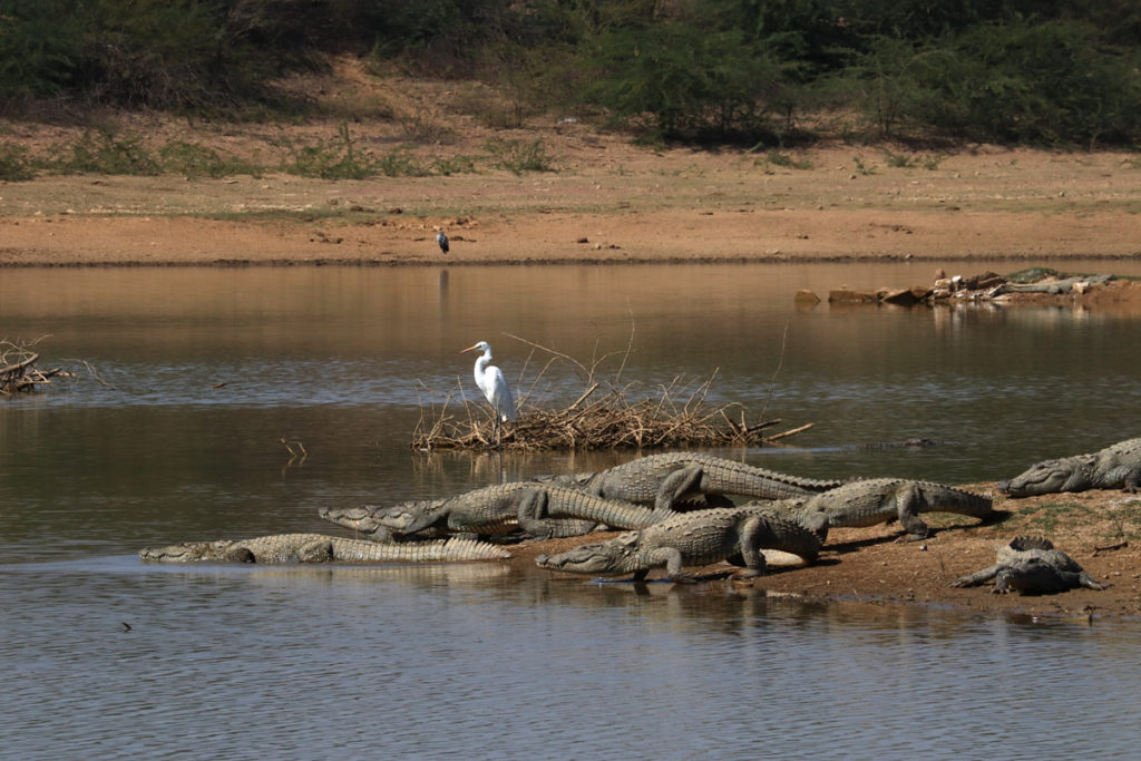 <img src="wild crocodiles kutch gujarat.jpeg" alt="offbeat caravan campervan photo tour rustic nomadic romantic unique experiential outdoor overlanding camp vacation away from tourists crowd to relax unwind quiet place at secluded peaceful silent places next to nature wildlife kutch gujarat">  