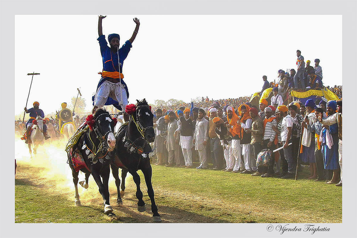 nihang sikh warrior riding two horses to display riding skills at hola mohalla at anandpur sahab.