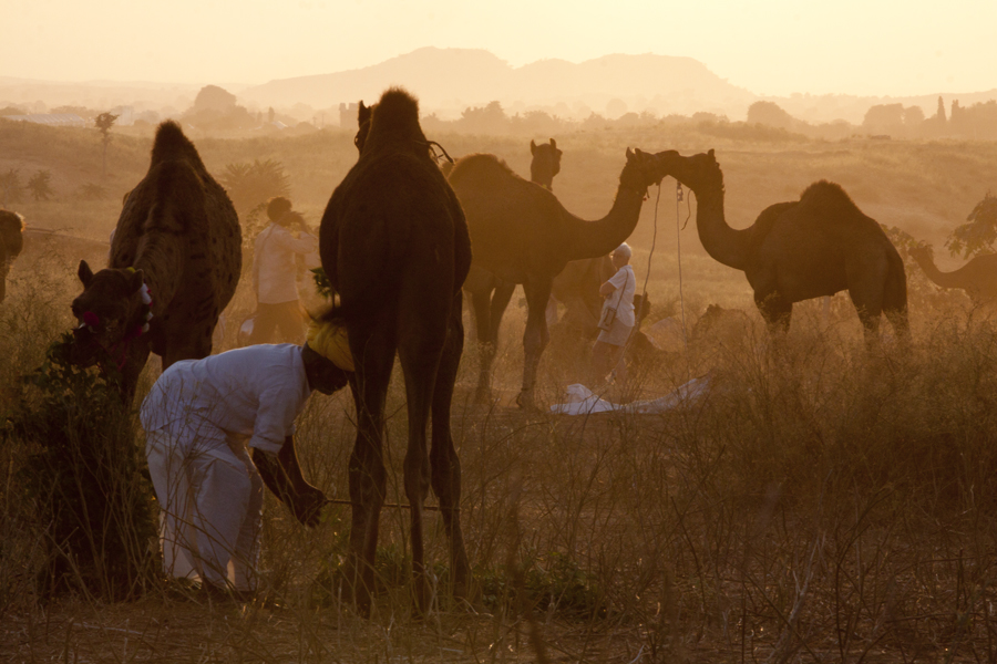 <img src="photo tour photography pushkar.jpeg" alt="luxury nomadic unique experience of outdoor overlanding camp for best photography of camels at pushkar quiet secluded place next camel ground very intimate experience">