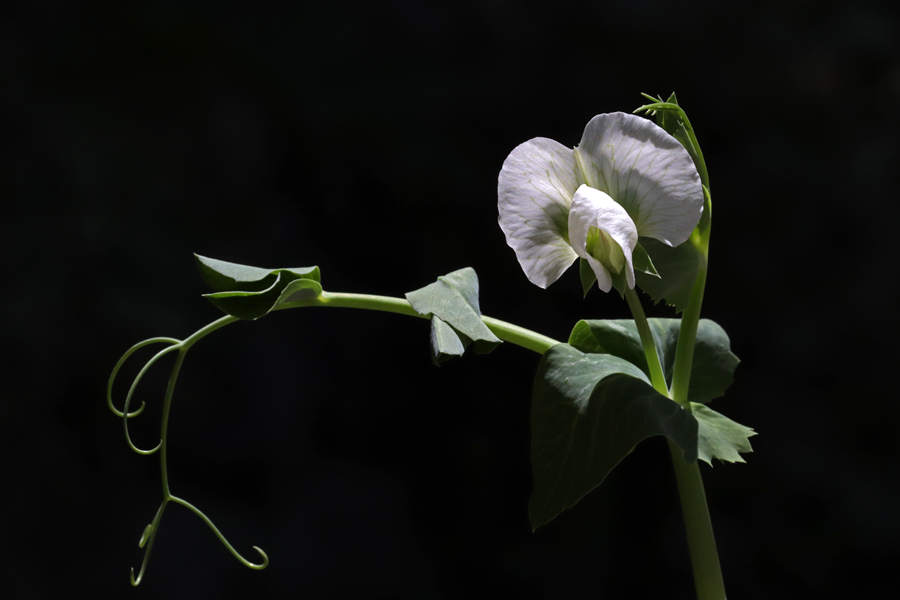 <img src="flower photo tour.jpeg" alt="best photo tour offbeat exotic exclusive wilderness pristine virgin locations with all comforts of camp flower photography family holidays romantic vacation for couples">