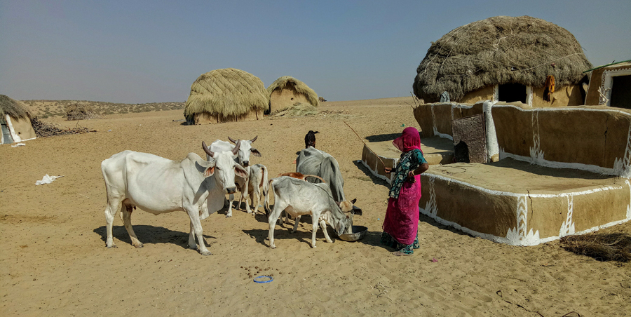 <img src="border village rajasthan.jpeg" alt="village and virgin pristine sand dunes village life at its best">   
