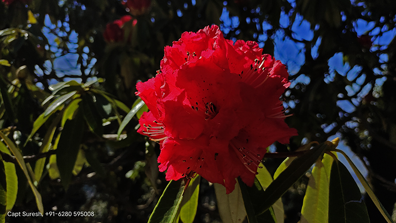 <img src="rhododendron barot valley himachal pradesh.jpeg" alt=" rhododendron barot valley in himachal for offbeat nomadic with nature camp corona safe holiday social distancing">
