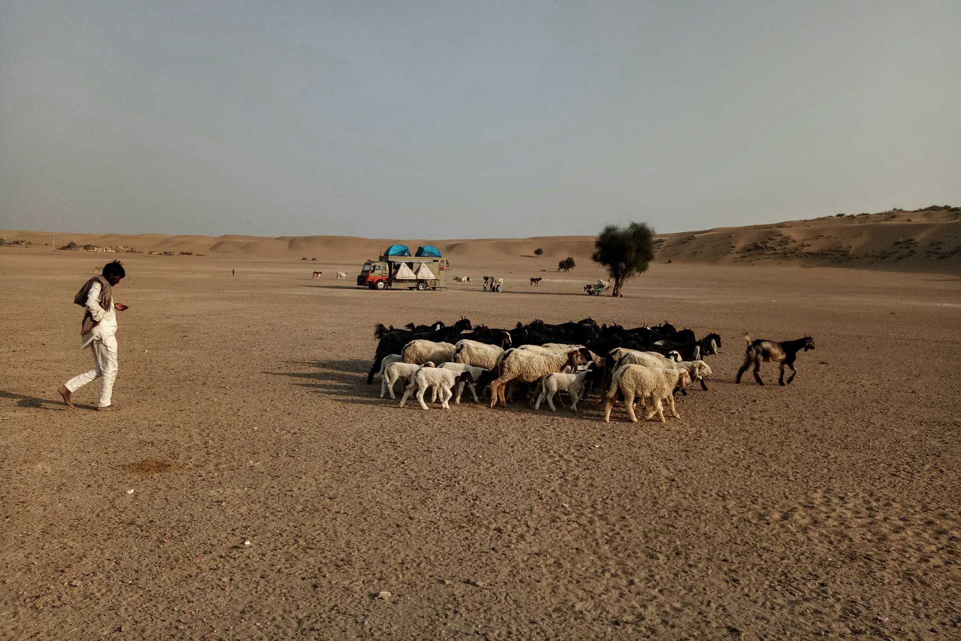 Taurus And Sand Dune Shepherd with Goats