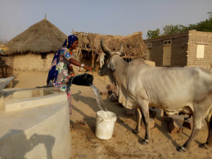 <img src="border village rajasthan.jpeg" alt="village and virgin pristine sand dunes village life at its best">   
