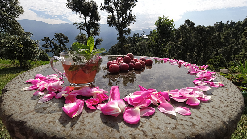 <img src="green tea barot valley corona safe rural himachal.jpeg" alt="green tea barot valley safe offbeat holidays in himachal for nomadic caravan campervan camp corona safe holiday social distancing">