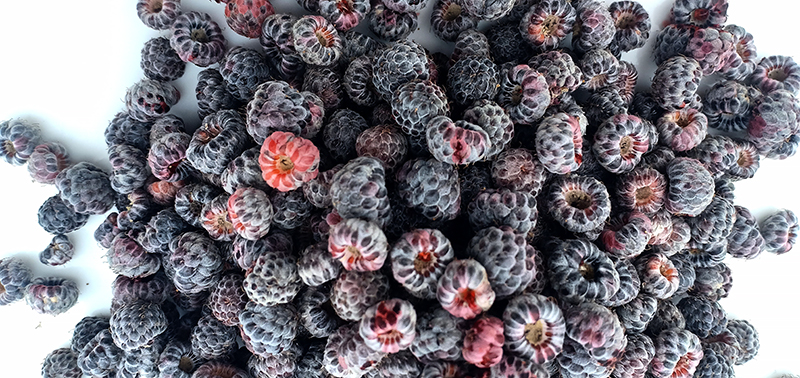 <img src="Himalayan Blackberry Rubus armeniacus hisalu barot valley rural himachal.jpeg" alt="barot valley Himalayan Blackberry Rubus armeniacus hisalu safe offbeat himachal">