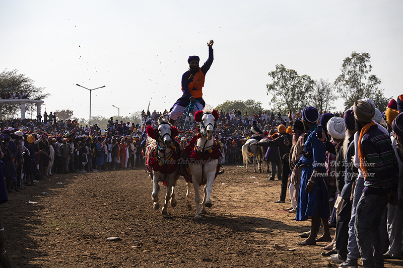 nihang sikh riding two horses during hola mohalla in anandpur sahab in punjab.