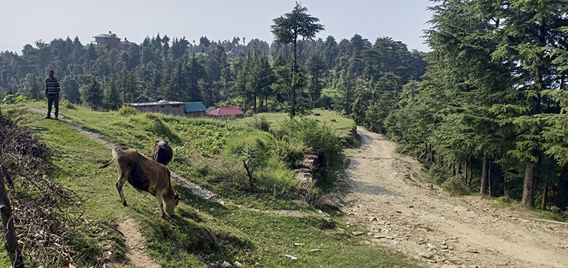 offbeat camping location in barot valley safe offbeat holidays in himachal for nomadic caravan campervan camp corona safe holiday social distancing.