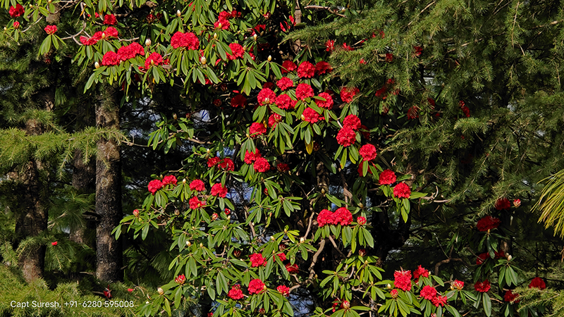 <img src="rhododendron barot valley himachal pradesh.jpeg" alt=" rhododendron barot valley in himachal for offbeat nomadic with nature camp corona safe holiday social distancing">